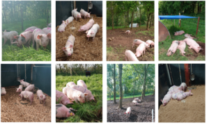 pigs in various outdoor systems in Ireland