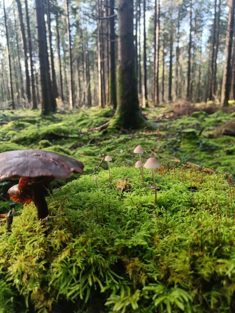 Claire Darcy's entry in the Trees and Biodiversity Junior Category