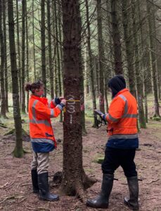 tree measuring for Continufor project in Fossy Hill