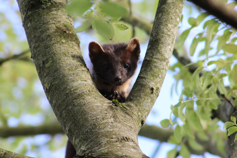 Helen Moran's entry in the Trees and Biodiversity Adult Category
