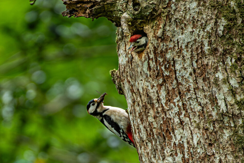 Richard Duff's winning entry in the Trees and Biodiversity category
