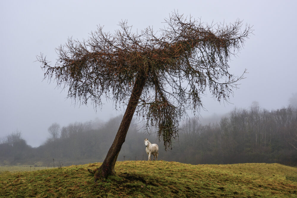 Robert Ledwith's winning entry in the Trees on the Farm Category of the Forest Photo Competition