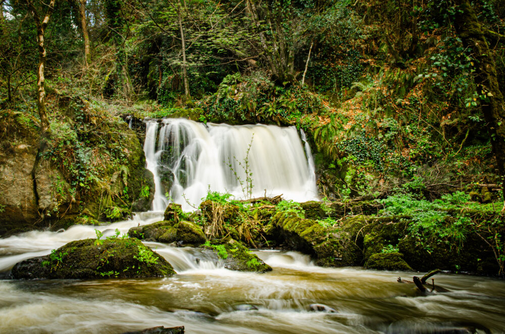 Tynan Lawson's entry in the Trees and Water Junior Category