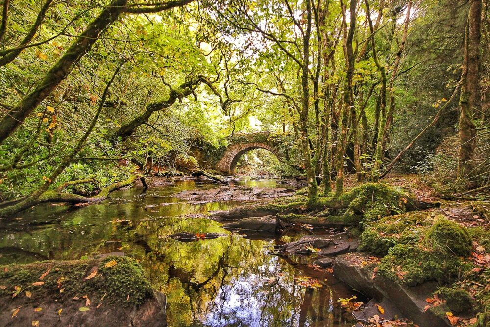 Vera Farrelly's winning entry in the Trees and Water Category of the Forest Photo Competition