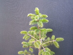 conifer phosphorus nutrient deficiency
