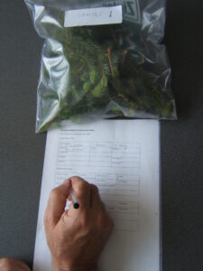 conifer nutrient deficiency foliar sample