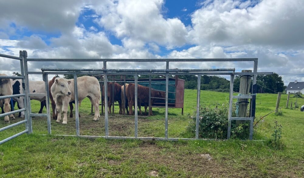 One of the creep gates in operation on the farm