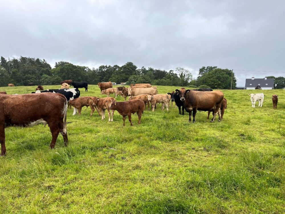 Some of this year’s calves with their cows