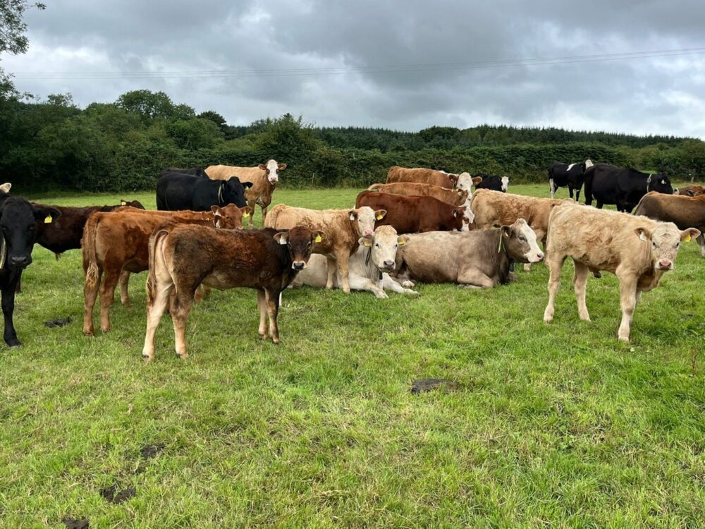 McCarthy's cows
