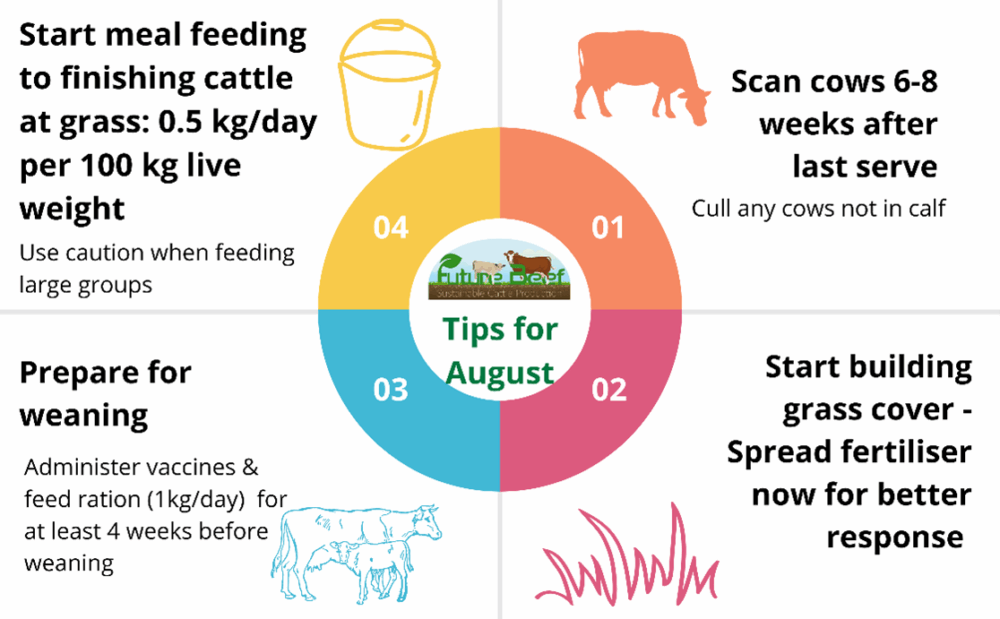 Top Tips for August