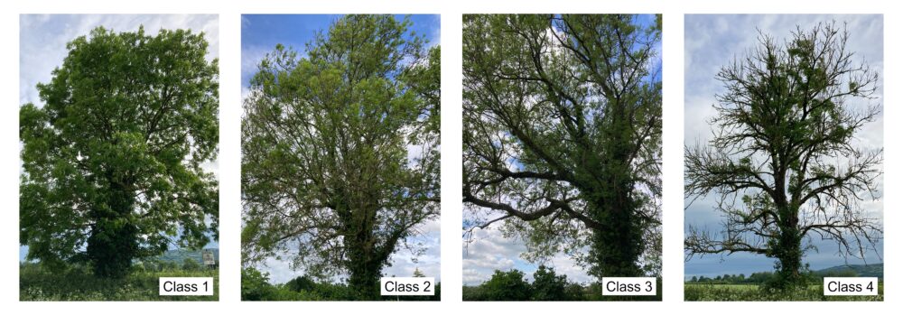 ash classification dieback