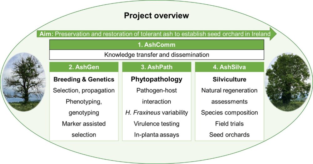 workpackage overview for ashforfuture project