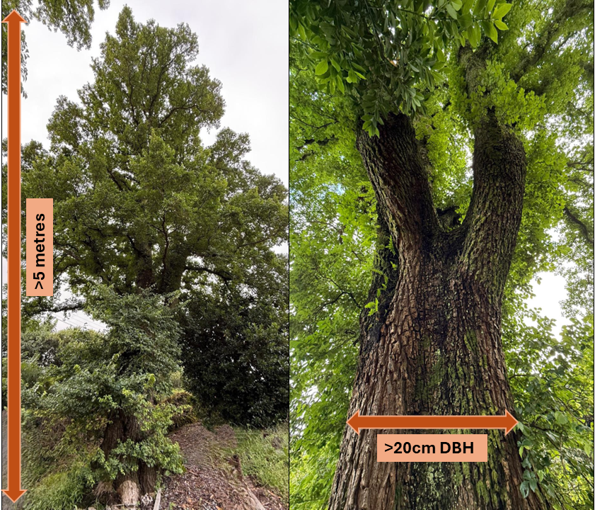 Example of a mature elm tree of conservation interest. Trees greater than 5 metres in height and with a trunk diameter (DBH) greater than 20 cm