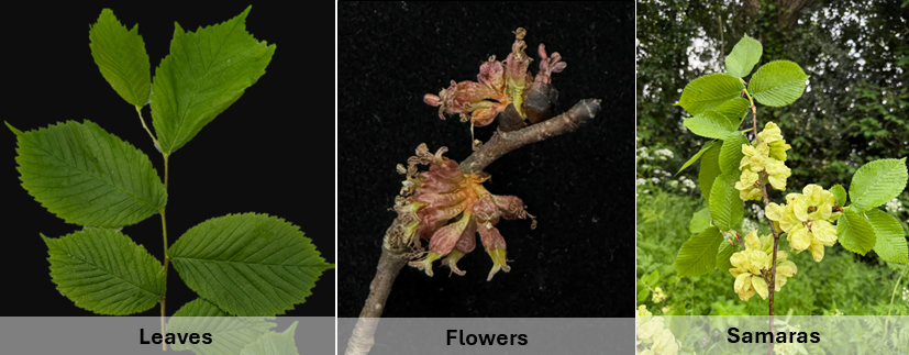 Leaves, Flowers and Samaras (winged seeds) of Elm tree