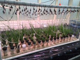 Root exudate collection (Saman Bowatte AgResearch)
