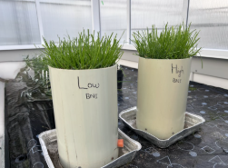 Perennial ryegrass being assessed for differences in BNI (Gautam Shrestha AgResearch)
