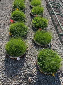 Lysimeter study investigating nitrogen loss from grassland swards (Teagasc Johnstown Castle)