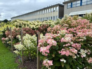Hydrangea plants in flower at Teagasc Ashtown