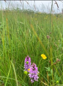 Uplands Biodiversity with diverse plants