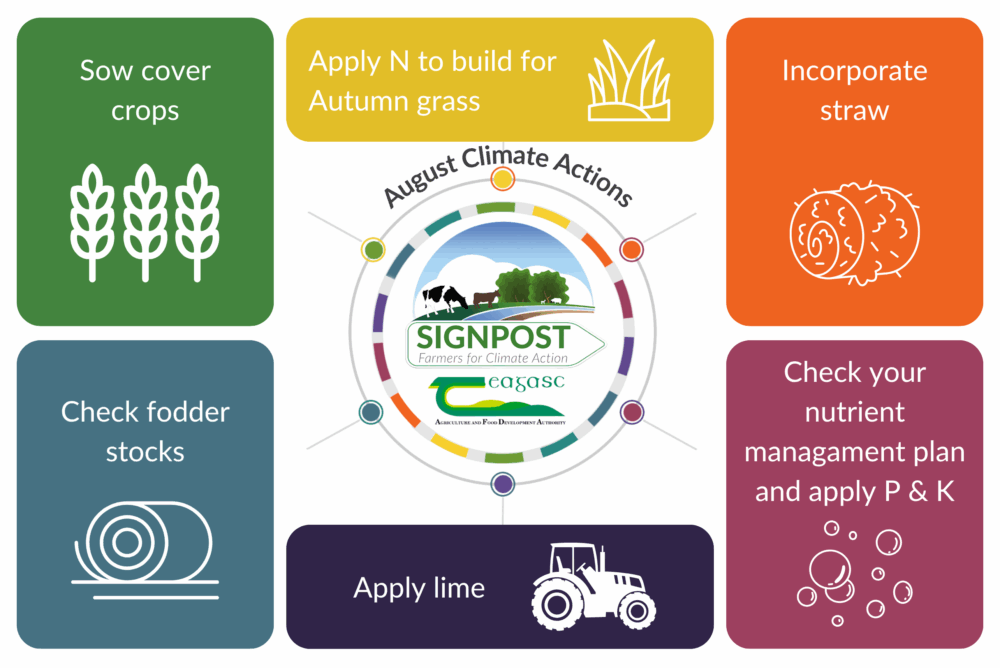 August climate action tips to implement on your farm: sow cover crops, apply N for autumn grass, incorporate straw, check fodder stocks, apply lime, check you nutrient management plan and apply P and K.