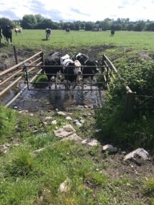 This image shows dairy cattle standing in a stream, in a discrete drinking water point. Bank trampling is visible.