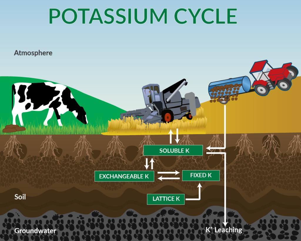 A diagram of the potassium cycle, showing a cow, a combine harvester, and a tractor above soil layers with labels for potassium forms.