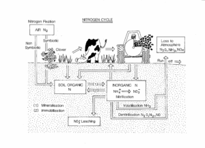 Diagram of the nitrogen cycle showing nitrogen fixation in plants, a cow grazing, soil organic and inorganic nitrogen processes, and losses to the atmosphere and leaching.