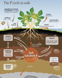 Illustration of the phosphorus cycle in soil. It shows plant roots, soil layers, and processes like sorption, leaching, erosion, and runoff.