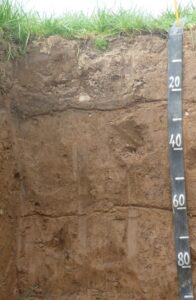 Photograph of a luvisol soil profile showing dark brown topsoil over lighter brown clay-enriched subsoil horizons. Distinct vertical streaking and horizon development are visible through the profile. A measuring scale marked in centimetres stands vertically along the right side of the pit beneath a grass-covered surface.