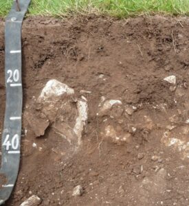 Photograph of a rendzina soil profile with dark brown shallow topsoil containing numerous limestone stones and rock fragments. Large pale rocks are visible throughout the profile beneath a grass-covered surface. A measuring scale marked in centimetres is positioned vertically along the left side of the soil pit.