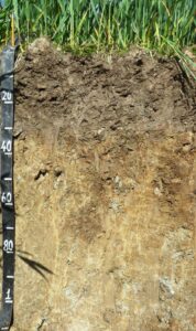 Photograph of a surface-water gley soil profile showing dark compacted topsoil over pale grey and brown mottled subsoil layers affected by seasonal waterlogging. Reed vegetation is visible at the surface above the pit. A measuring scale marked in centimetres stands vertically along the left side of the profile.