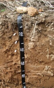 Photograph of a brown earth soil profile showing deep, well-drained brown soil with a relatively uniform texture through the profile. A black measuring scale marked in centimetres is positioned vertically in the centre of the pit, with stones and crop residue visible at the surface.
