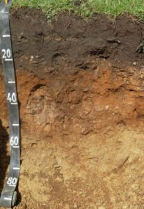 Photograph of a brown podzolic soil profile showing a dark organic-rich surface layer over reddish-brown subsoil and lighter material at depth. The profile displays clear horizon changes typical of moderately leached soils. A measuring scale marked in centimetres stands vertically along the left side of the soil pit.