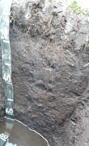 Photograph of a mineratrophic peat soil profile exposed in a soil pit. The dark brown to black peat soil appears wet and organic-rich, with partially decomposed plant material visible throughout the profile. A measuring scale marked in centimetres runs vertically along the left side of the pit.