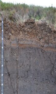 Photograph of an ombrotrophic peat soil profile in a peatland landscape. The soil profile shows deep dark peat layers beneath surface vegetation, with visible organic horizons and a brown band across the upper section. A measuring scale is positioned vertically along the left side of the soil pit.