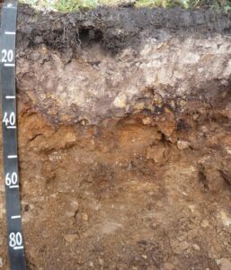 Photograph of a podzol soil profile showing a dark organic surface layer over a pale leached horizon and reddish-brown iron-rich subsoil beneath. The soil displays strong horizon contrast typical of podzol formation. A measuring scale marked in centimetres is positioned vertically along the left side of the soil pit.