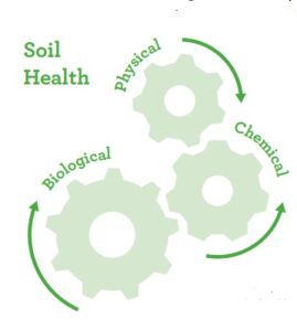 Diagram illustrating the three interconnected components of soil health using three linked gears. The gears are labelled “Physical,” “Chemical,” and “Biological,” with curved arrows showing their interaction and continuous relationship. The title “Soil Health” appears on the left. The image emphasises that soil health depends on the balance and interaction of physical structure, chemical properties, and biological activity.