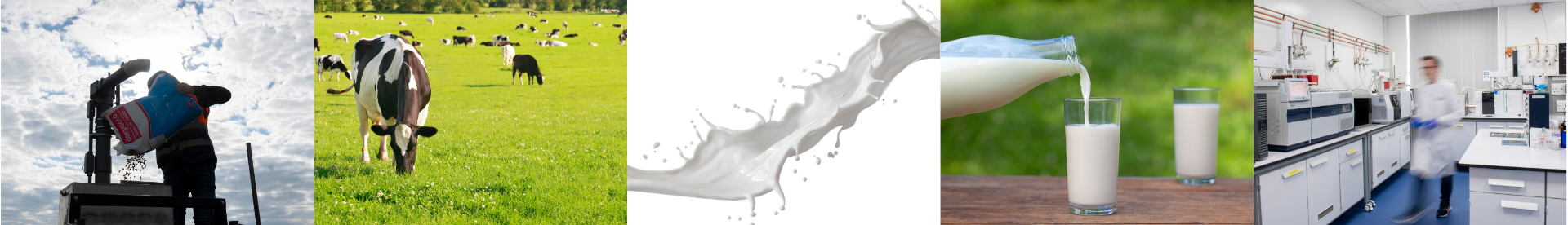 A series of images showing a person adding feed, cows grazing, milk streak in the air, milk being poured from a bottle and blurry image of a scientist in lab (left to right).
