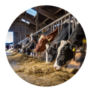 Feed and nutrition research