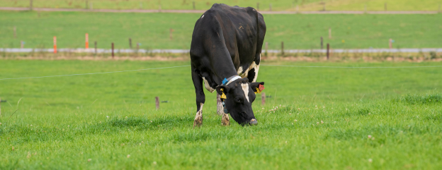 Cover image representing 