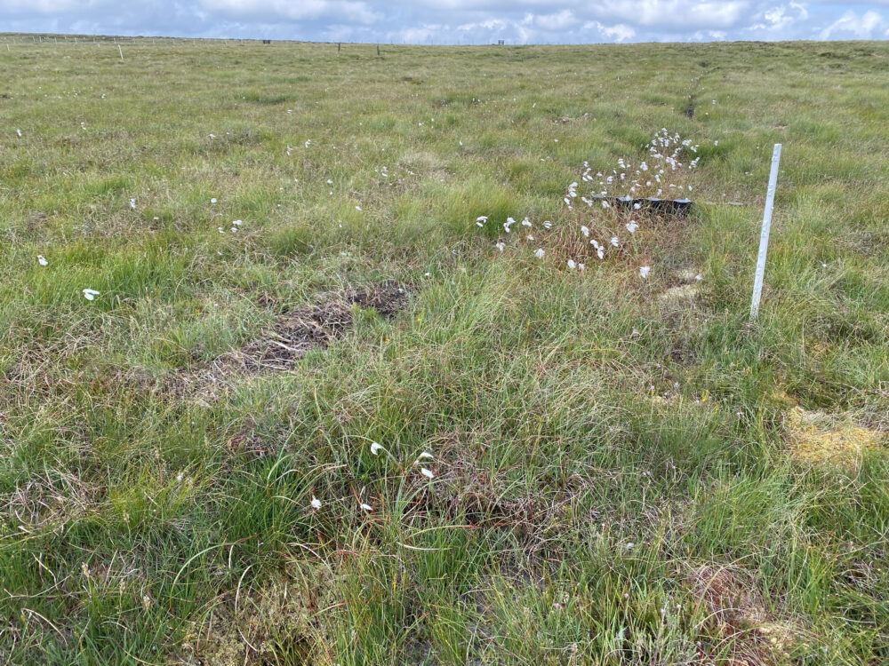 Peatland on the CAFRE Hill Farm in Glenwherry, Ballymena, Co. Antrim