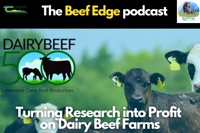 Turning Research into Profit on Dairy Beef Farms