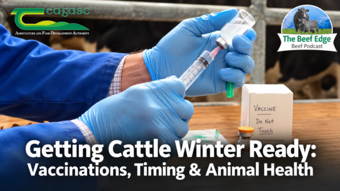 Getting Cattle Winter Ready: Vaccinations, Timing & Animal Health