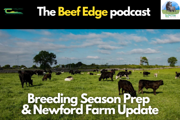 Newford farm update and breeding season preparation