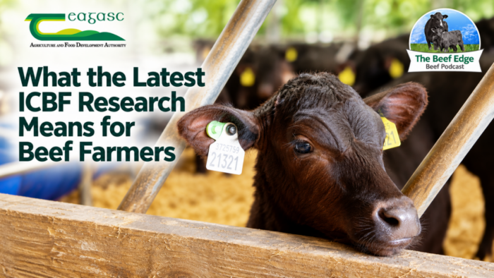 Cover image for What the latest ICBF research means for beef farmers article