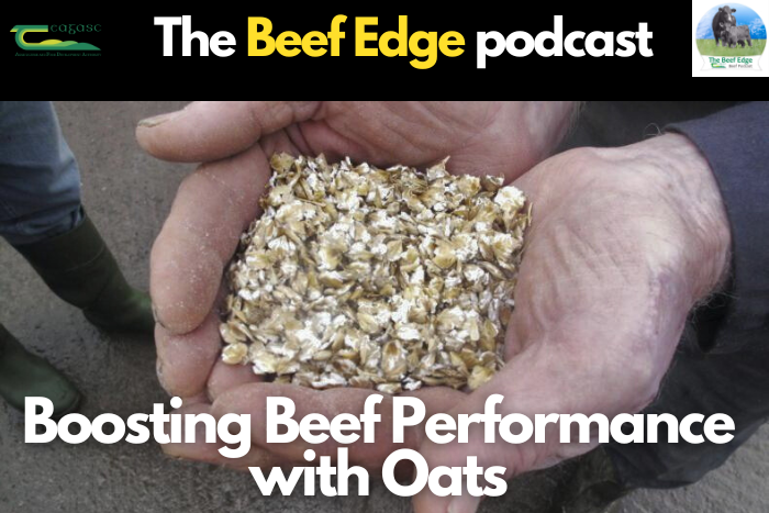 Boosting Beef Performance with Oats