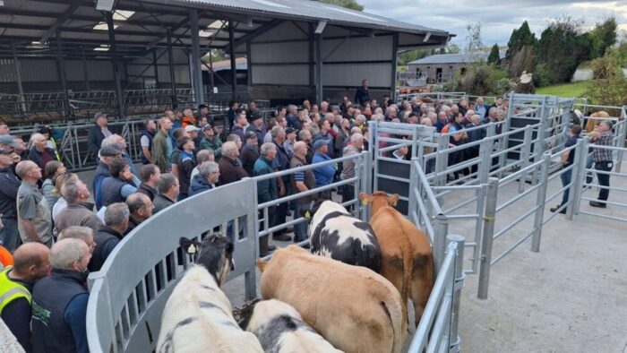 A demonstration of cattle handling facilities