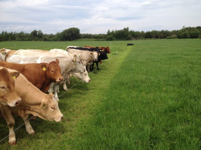Winter feeding costs – where savings can be made