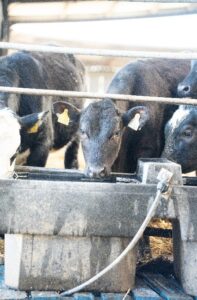 cattle drinking water