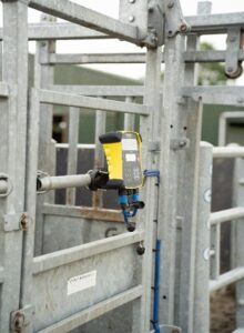 cattle weighing scales